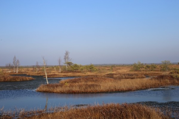 Путешествие одного дня: экскурсия на фантастическое болото и прогулка по топям – чему удивится и что посмотреть в заказнике Ельня Путешествие одного дня: экскурсия на фантастическое болото и прогулка по топям – чему удивится и что посмотреть в заказнике Ельня