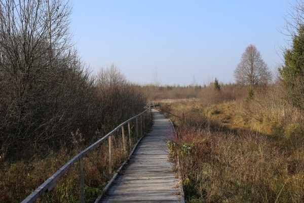 Путешествие одного дня: экскурсия на фантастическое болото и прогулка по топям – чему удивится и что посмотреть в заказнике Ельня Путешествие одного дня: экскурсия на фантастическое болото и прогулка по топям – чему удивится и что посмотреть в заказнике Ельня