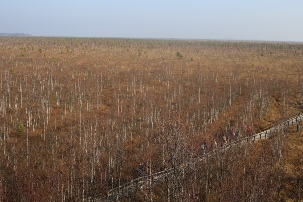 Путешествие одного дня: экскурсия на фантастическое болото и прогулка по топям – чему удивится и что посмотреть в заказнике Ельня Путешествие одного дня: экскурсия на фантастическое болото и прогулка по топям – чему удивится и что посмотреть в заказнике Ельня