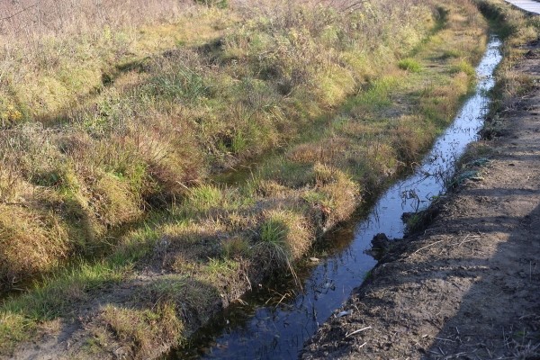 Путешествие одного дня: экскурсия на фантастическое болото и прогулка по топям – чему удивится и что посмотреть в заказнике Ельня Путешествие одного дня: экскурсия на фантастическое болото и прогулка по топям – чему удивится и что посмотреть в заказнике Ельня