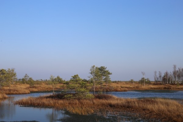 Путешествие одного дня: экскурсия на фантастическое болото и прогулка по топям – чему удивится и что посмотреть в заказнике Ельня Путешествие одного дня: экскурсия на фантастическое болото и прогулка по топям – чему удивится и что посмотреть в заказнике Ельня