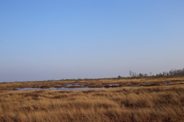 Путешествие одного дня: экскурсия на фантастическое болото и прогулка по топям – чему удивится и что посмотреть в заказнике Ельня Путешествие одного дня: экскурсия на фантастическое болото и прогулка по топям – чему удивится и что посмотреть в заказнике Ельня