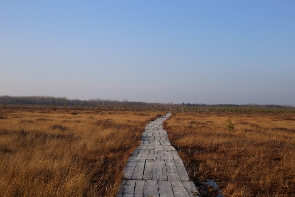 Путешествие одного дня: экскурсия на фантастическое болото и прогулка по топям – чему удивится и что посмотреть в заказнике Ельня Путешествие одного дня: экскурсия на фантастическое болото и прогулка по топям – чему удивится и что посмотреть в заказнике Ельня