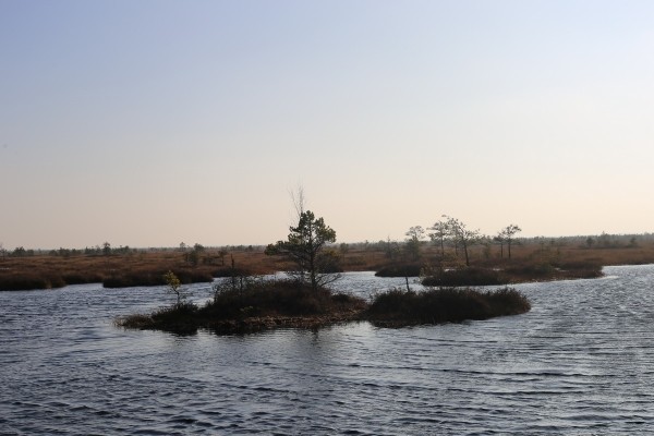 Путешествие одного дня: экскурсия на фантастическое болото и прогулка по топям – чему удивится и что посмотреть в заказнике Ельня Путешествие одного дня: экскурсия на фантастическое болото и прогулка по топям – чему удивится и что посмотреть в заказнике Ельня