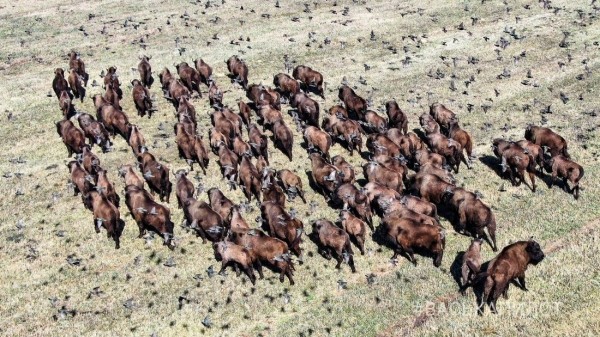 Большое стадо зубров в Беларуси попало в объектив камеры Большое стадо зубров в Беларуси попало в объектив камеры