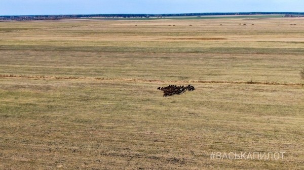 Большое стадо зубров в Беларуси попало в объектив камеры Большое стадо зубров в Беларуси попало в объектив камеры