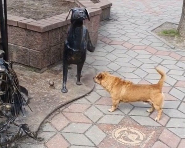 Читательница: Думала, что моей собачки уже нет. Но сегодня увидела видео, на котором был мой потерявшийся любимец
Читательница: Думала, что моей собачки уже нет. Но сегодня увидела видео, на котором был мой потерявшийся любимец