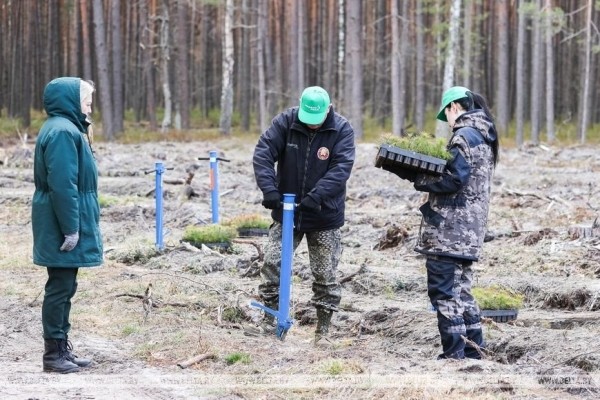 Около 3,5 млн деревьев высадят в Брестской области во время Недели леса Около 3,5 млн деревьев высадят в Брестской области во время Недели леса