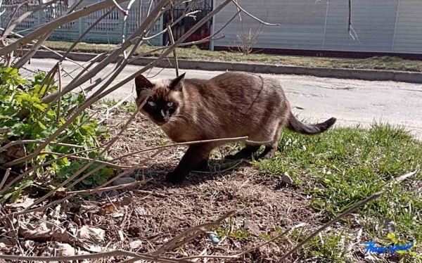 Апрельские котики и не только. Фотоподборка от «НК» Апрельские котики и не только. Фотоподборка от «НК»