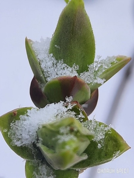 Читатель: Контраст. Цветущие деревья и снег
Читатель: Контраст. Цветущие деревья и снег