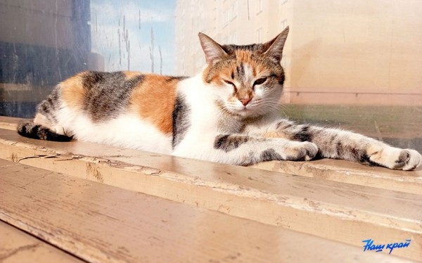 Апрельские котики и не только. Фотоподборка от «НК» Апрельские котики и не только. Фотоподборка от «НК»