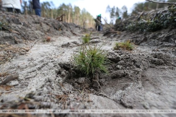 Около 3,5 млн деревьев высадят в Брестской области во время Недели леса Около 3,5 млн деревьев высадят в Брестской области во время Недели леса