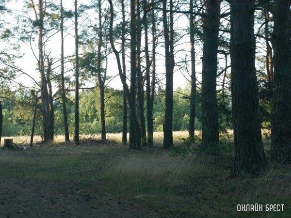Вдоль Беловежской пущи: Каменецкий, Пружанский и Свислочский районы создают единый турмаршрут