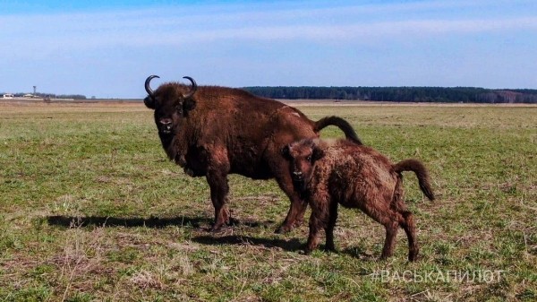 Большое стадо зубров в Беларуси попало в объектив камеры Большое стадо зубров в Беларуси попало в объектив камеры