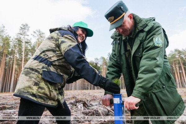 Около 3,5 млн деревьев высадят в Брестской области во время Недели леса Около 3,5 млн деревьев высадят в Брестской области во время Недели леса