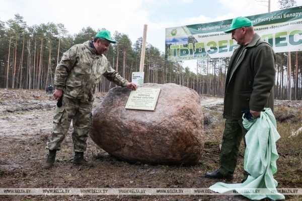 Около 3,5 млн деревьев высадят в Брестской области во время Недели леса Около 3,5 млн деревьев высадят в Брестской области во время Недели леса
