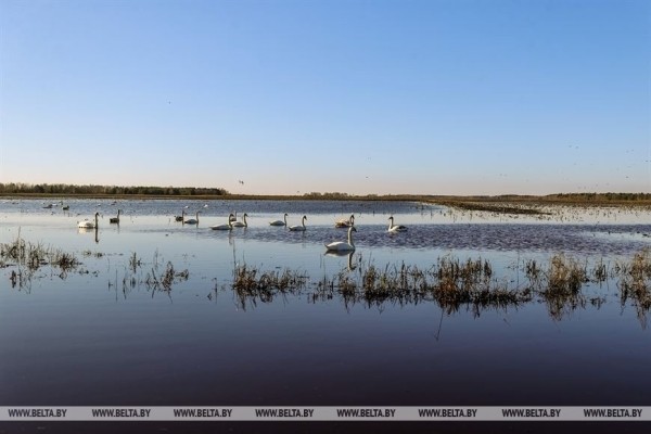Птицы на реке Ясельде в Брестской области