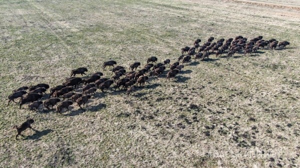 Большое стадо зубров в Беларуси попало в объектив камеры Большое стадо зубров в Беларуси попало в объектив камеры