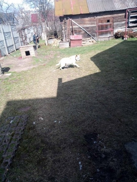 В Брестской области спасатели достали собаку из канализационной ямы В Брестской области спасатели достали собаку из канализационной ямы