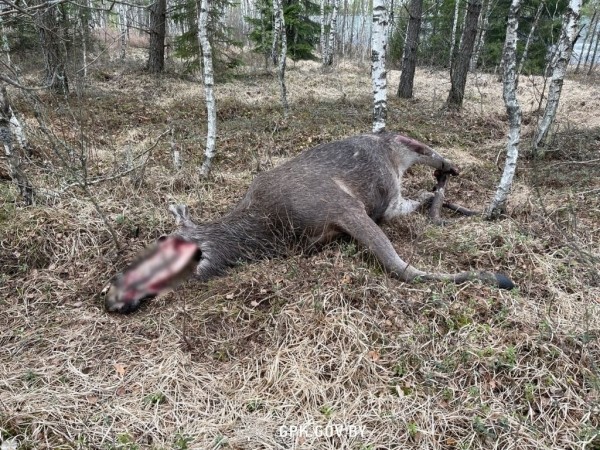 Погранкомитет: за неделю литовские пограничные заграждения «убили» четыре лося. Фото Погранкомитет: за неделю литовские пограничные заграждения «убили» четыре лося. Фото