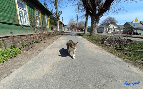 Апрельские котики и не только. Фотоподборка от «НК» Апрельские котики и не только. Фотоподборка от «НК»