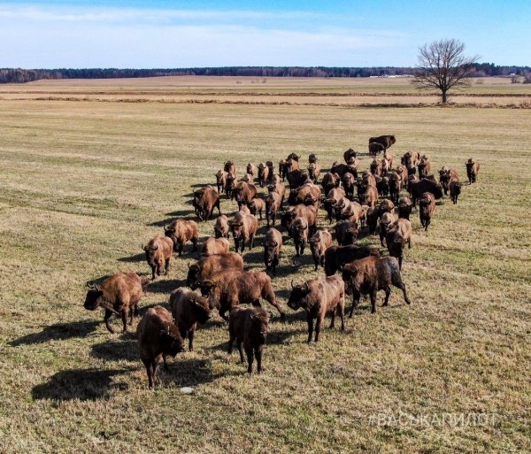 Большое стадо зубров в Беларуси попало в объектив камеры Большое стадо зубров в Беларуси попало в объектив камеры