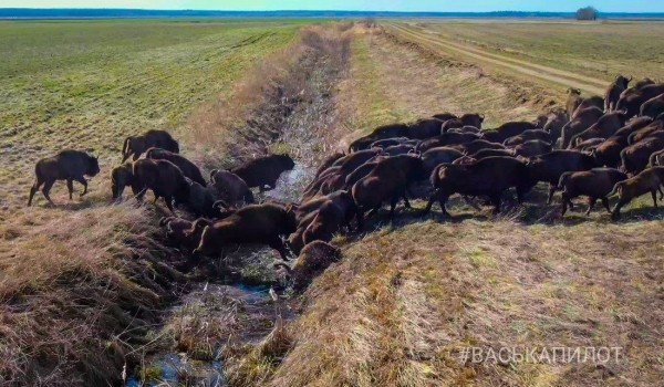 Большое стадо зубров в Беларуси попало в объектив камеры Большое стадо зубров в Беларуси попало в объектив камеры