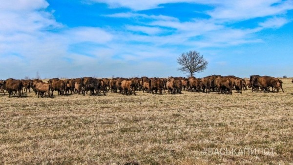 Большое стадо зубров в Беларуси попало в объектив камеры Большое стадо зубров в Беларуси попало в объектив камеры