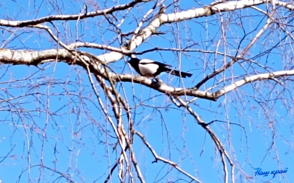 Апрельские котики и не только. Фотоподборка от «НК» Апрельские котики и не только. Фотоподборка от «НК»