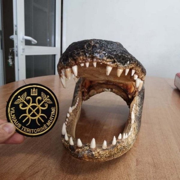 Из Литвы в Беларусь пытались зачем-то вывезти голову аллигатора. Таможенники в замешательстве: так можно было? Из Литвы в Беларусь пытались зачем-то вывезти голову аллигатора. Таможенники в замешательстве: так можно было?