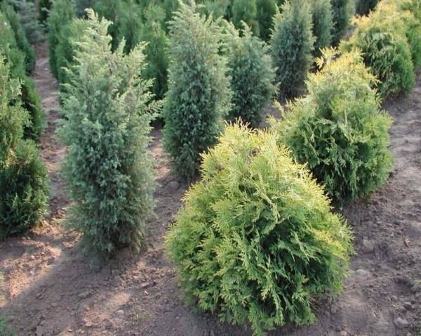 Жители Жабинковского района смогут бесплатно получить в ЖКХ саженцы к субботнику Жители Жабинковского района смогут бесплатно получить в ЖКХ саженцы к субботнику