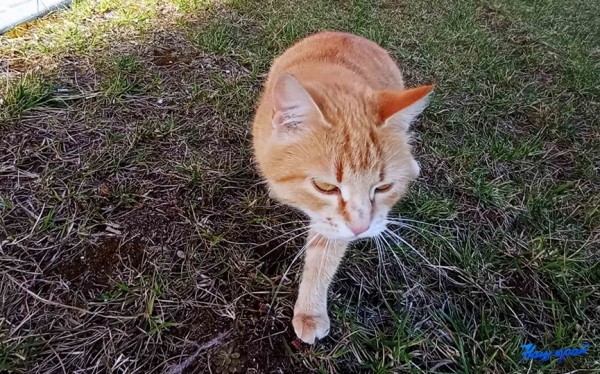 Апрельские котики и не только. Фотоподборка от «НК» Апрельские котики и не только. Фотоподборка от «НК»