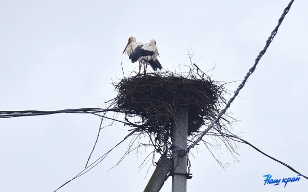 Фотофакт. Аисты прилетели Фотофакт. Аисты прилетели