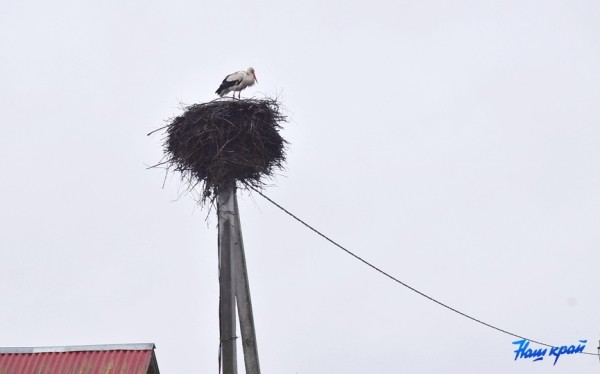 Фотофакт. Аисты прилетели Фотофакт. Аисты прилетели