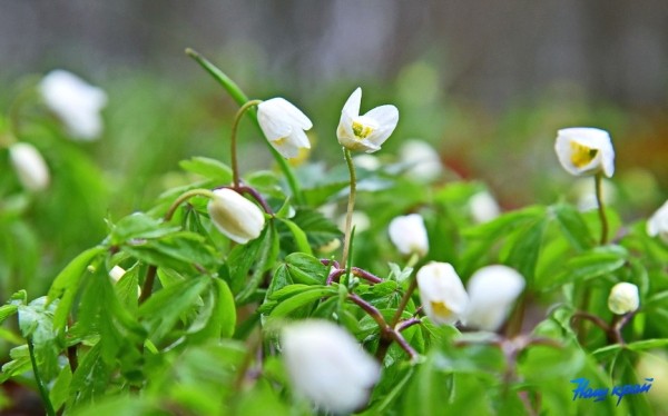 Фотофакт. В лесах Барановичского района зацвели первоцветы
