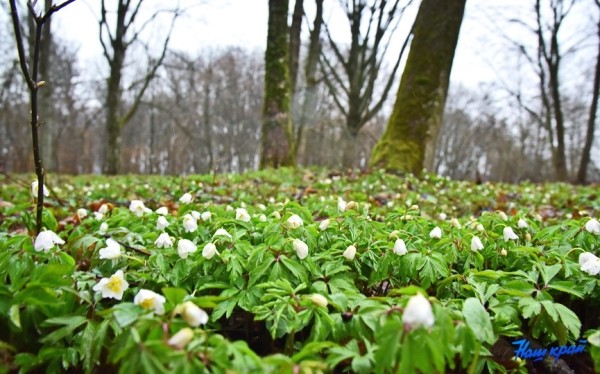 Фотофакт. В лесах Барановичского района зацвели первоцветы