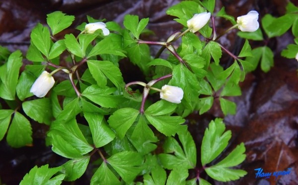 Фотофакт. В лесах Барановичского района зацвели первоцветы