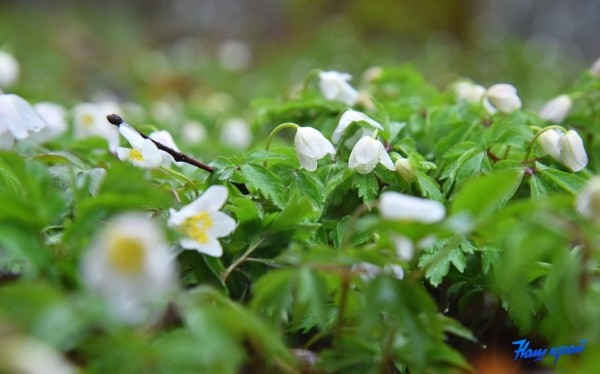 Фотофакт. В лесах Барановичского района зацвели первоцветы