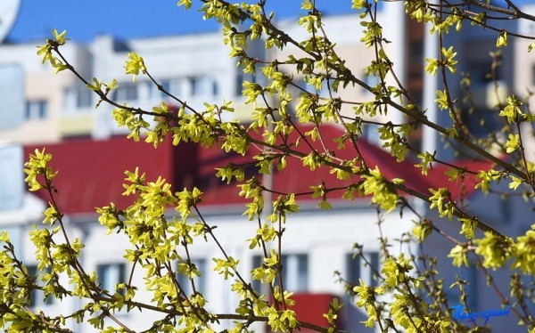 Фоторепортаж. Апрельское настроение Барановичей Фоторепортаж. Апрельское настроение Барановичей