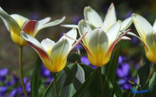 Фоторепортаж. Апрельское настроение Барановичей Фоторепортаж. Апрельское настроение Барановичей