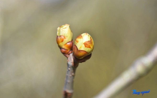 Фоторепортаж. Апрельское настроение Барановичей Фоторепортаж. Апрельское настроение Барановичей
