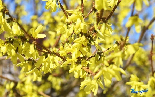 Фоторепортаж. Апрельское настроение Барановичей Фоторепортаж. Апрельское настроение Барановичей