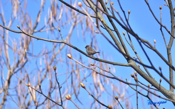 Фоторепортаж. Апрельское настроение Барановичей Фоторепортаж. Апрельское настроение Барановичей