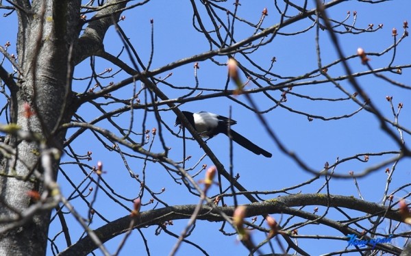 Фоторепортаж. Апрельское настроение Барановичей Фоторепортаж. Апрельское настроение Барановичей