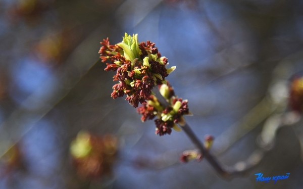 Фоторепортаж. Апрельское настроение Барановичей Фоторепортаж. Апрельское настроение Барановичей
