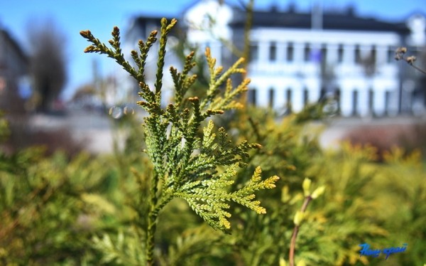 Фоторепортаж. Апрельское настроение Барановичей Фоторепортаж. Апрельское настроение Барановичей