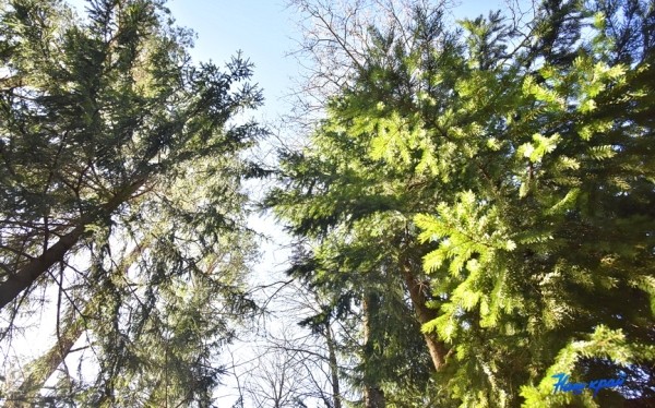 Итоги акции «Неделя леса 2022» подвели в Беларуси Итоги акции «Неделя леса 2022» подвели в Беларуси