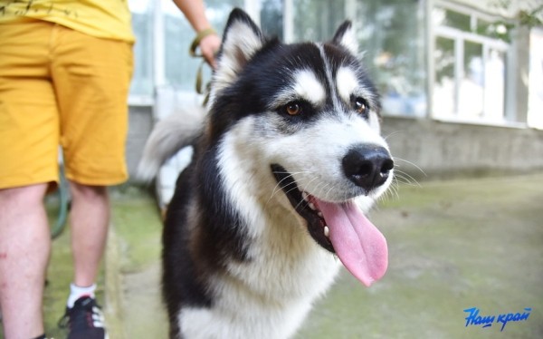 Налог на собак в Барановичах: каков он и кто освобожден Налог на собак в Барановичах: каков он и кто освобожден