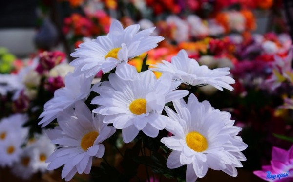 Три причины не покупать на Радоницу искусственные цветы назвали православные экологи Три причины не покупать на Радоницу искусственные цветы назвали православные экологи