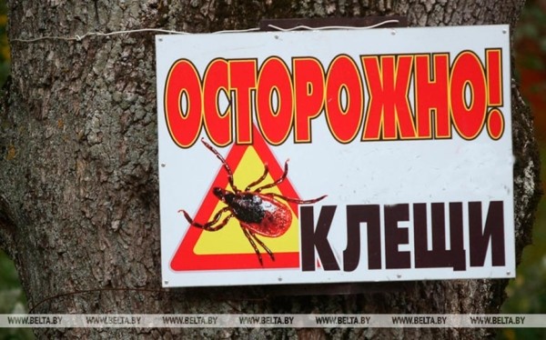 В Барановичском регионе – уже трое пострадавших от укусов клещей